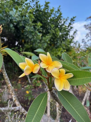 プルメリア Del Ray Peach Plumeria rubra 'Aztec Gold' — Vintage Green Farms with Tom Piergrossi